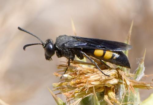 Stizoides tridentatus